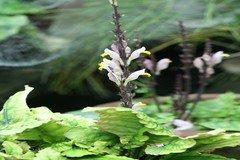 Gymnostachyum febrifugum